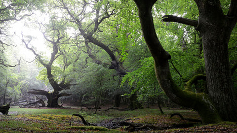 Ancient woodlands