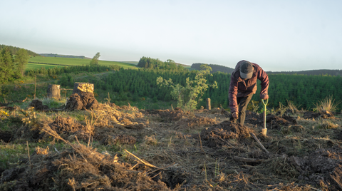 Tree planting