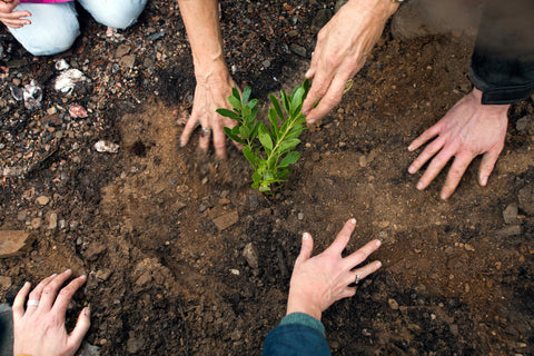 Ecosystem restoration