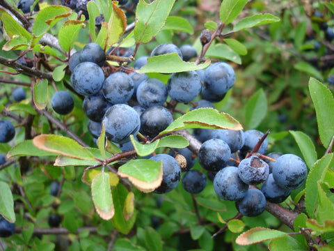 Sloes