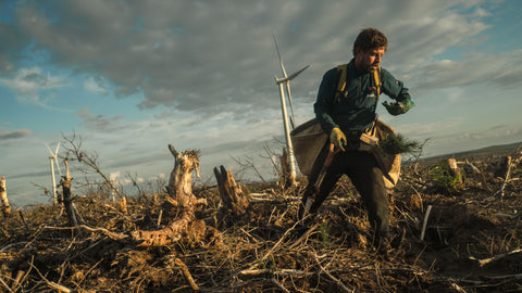 Benefits of tree planting