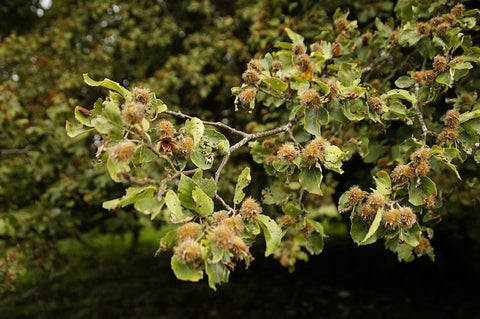 Beech tree