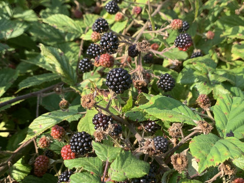 Blackberries
