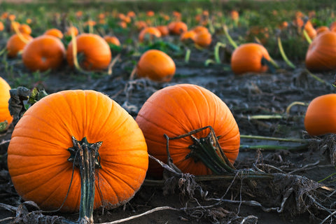 Pumpkin field