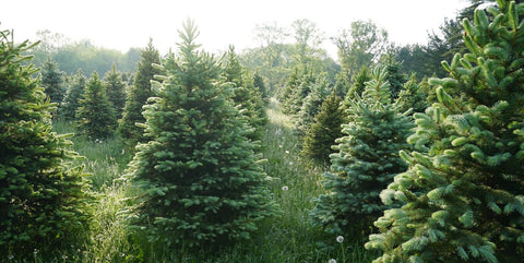 Real Christmas Trees