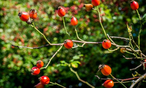 Rosehip