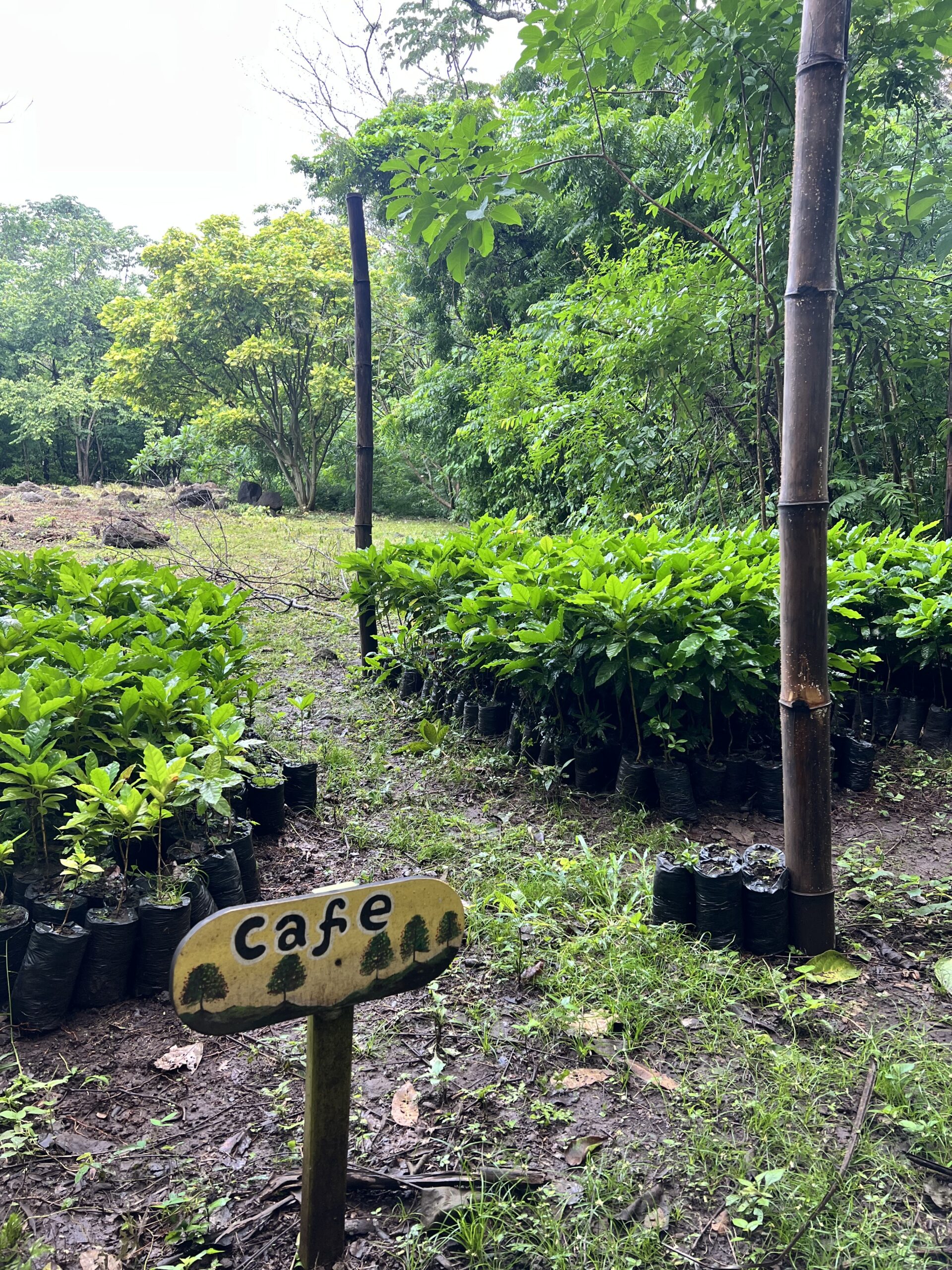 Gone West Coffee Beans - Image 2