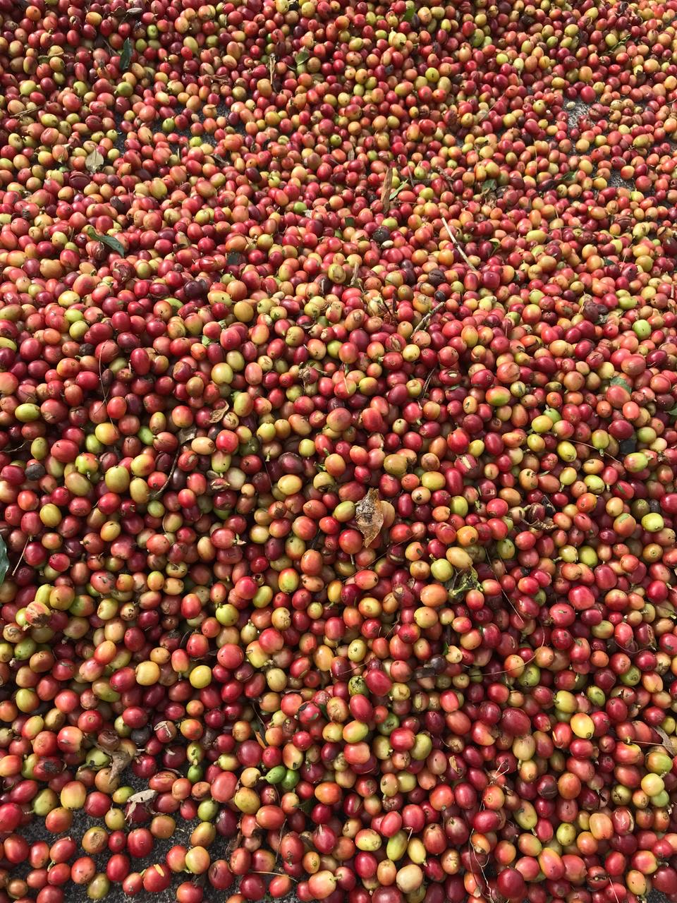 Gone West Coffee Beans - Image 6